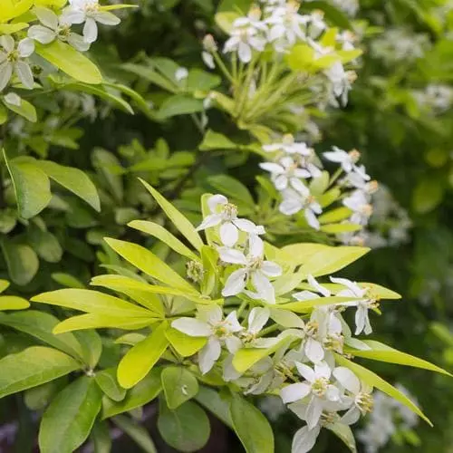 Future Forests Choisya Ternata Sundance 7 Future Forests Choisya Ternata Sundance