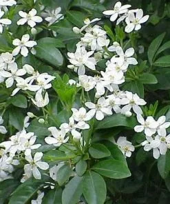 Future Forests Shrubs Choisya Ternata