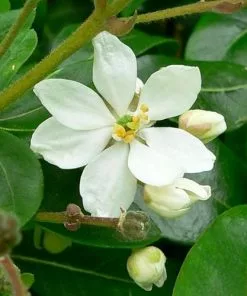 Future Forests Shrubs Choisya Ternata
