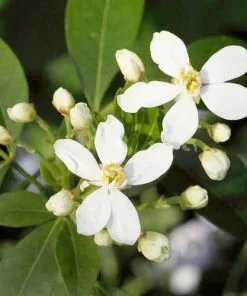 Future Forests Shrubs Choisya Ternata