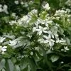 Future Forests Shrubs Choisya Ternata 1 Future Forests Shrubs Choisya Ternata