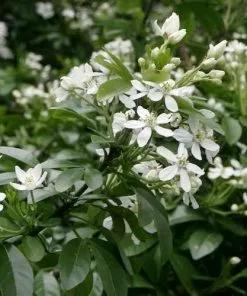 Future Forests Shrubs Choisya Ternata