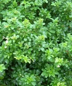 Future Forests Shrubs Choisya Ternata