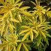 Future Forests Choisya Ternata Gold Star