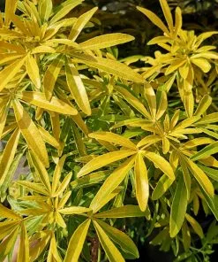 Future Forests Choisya Ternata Gold Star