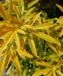 Future Forests Choisya Ternata Gold Star