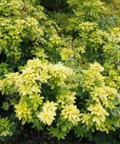 Future Forests Choisya Ternata Sundance 14 Future Forests Choisya Ternata Sundance