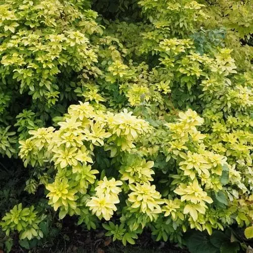 Future Forests Choisya Ternata Sundance 8 Future Forests Choisya Ternata Sundance