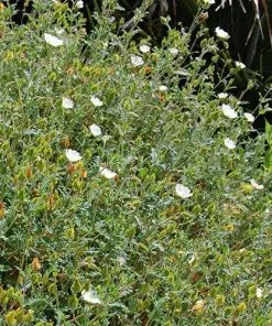 Future Forests Shrubs Cistus X Obtusifolius