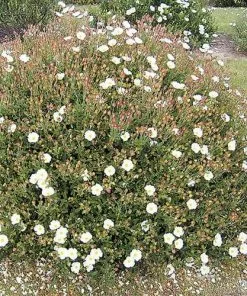 Future Forests Shrubs Cistus X Obtusifolius