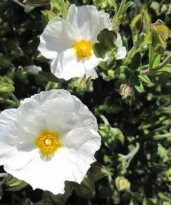 Future Forests Shrubs Cistus X Obtusifolius