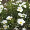 Future Forests Shrubs Cistus X Obtusifolius