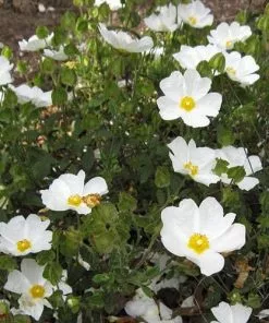 Future Forests Shrubs Cistus X Obtusifolius