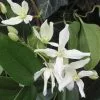 Future Forests Climbers Clematis Armandi