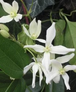 Future Forests Climbers Clematis Armandi
