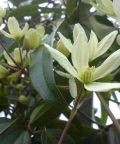 Future Forests Climbers Clematis Armandi