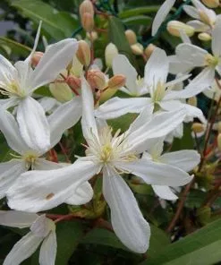 Future Forests Climbers Clematis Armandi
