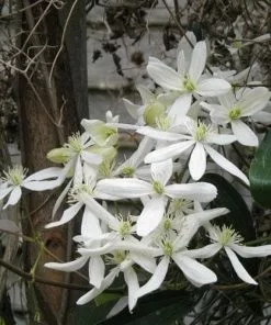 Future Forests Climbers Clematis Armandi