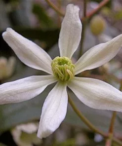 Future Forests Climbers Clematis Armandi