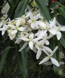 Future Forests Climbers Clematis Armandi