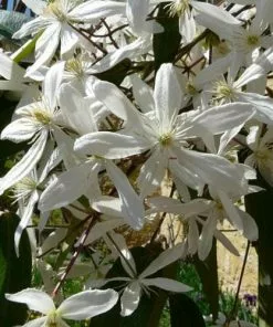 Future Forests Climbers Clematis Armandi