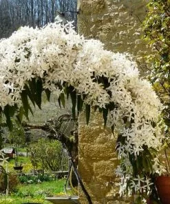 Future Forests Climbers Clematis Armandi