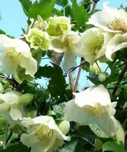 Future Forests Clematis Cirrhosa Jingle Bells