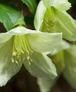 Future Forests Clematis Cirrhosa Jingle Bells 7 Future Forests Clematis Cirrhosa Jingle Bells