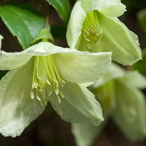 Future Forests Clematis Cirrhosa Jingle Bells 4 Future Forests Clematis Cirrhosa Jingle Bells