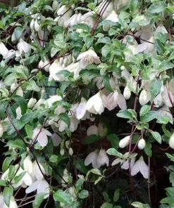 Future Forests Clematis Cirrhosa Jingle Bells 8 Future Forests Clematis Cirrhosa Jingle Bells