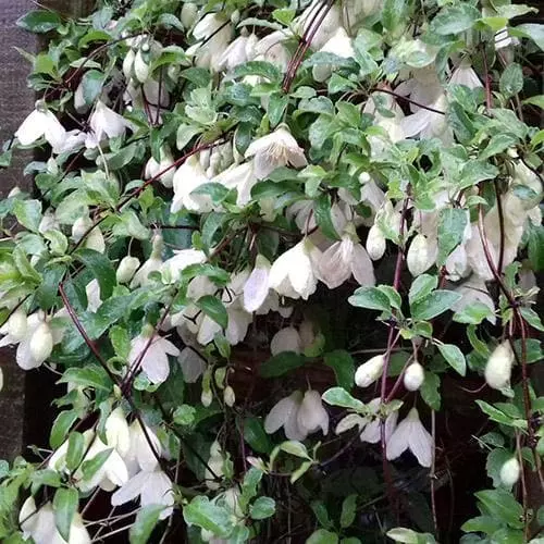 Future Forests Clematis Cirrhosa Jingle Bells 5 Future Forests Clematis Cirrhosa Jingle Bells