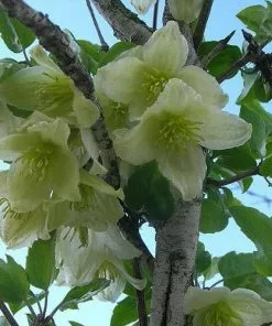 Future Forests Clematis Cirrhosa Jingle Bells 9 Future Forests Clematis Cirrhosa Jingle Bells