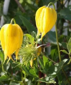 Future Forests Clematis Tangutica