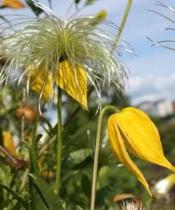Future Forests Clematis Tangutica 11 Future Forests Clematis Tangutica