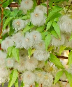 Future Forests Clematis Tangutica 12 Future Forests Clematis Tangutica