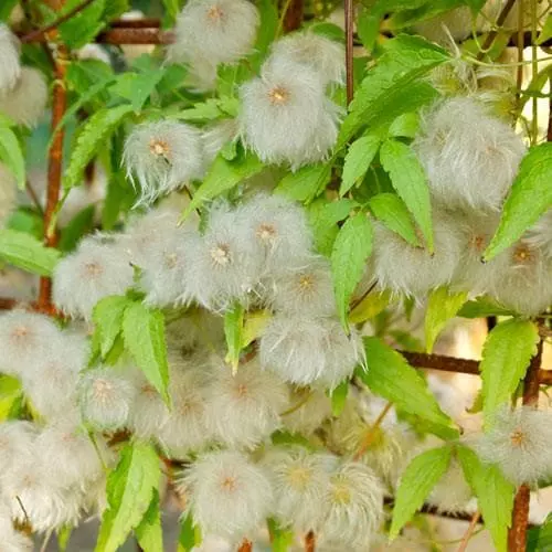 Future Forests Clematis Tangutica 5 Future Forests Clematis Tangutica