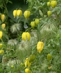 Future Forests Clematis Tangutica 13 Future Forests Clematis Tangutica