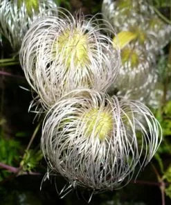 Future Forests Clematis Tangutica 14 Future Forests Clematis Tangutica