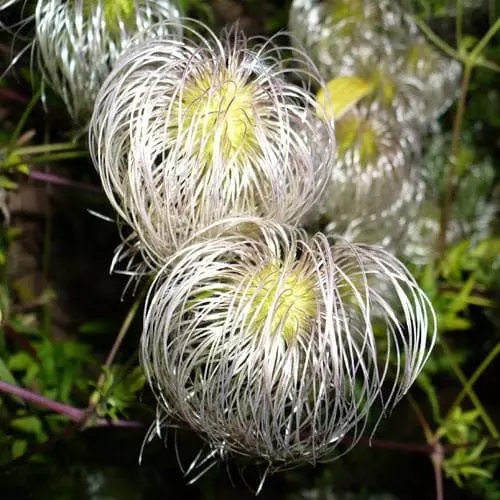 Future Forests Clematis Tangutica 7 Future Forests Clematis Tangutica