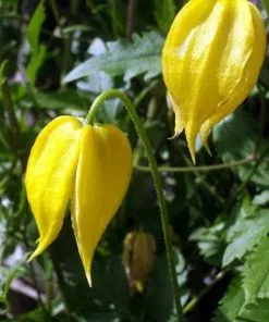 Future Forests Clematis Tangutica 15 Future Forests Clematis Tangutica