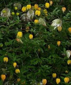 Future Forests Clematis Tangutica 16 Future Forests Clematis Tangutica