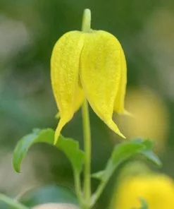 Future Forests Clematis Tangutica 17 Future Forests Clematis Tangutica