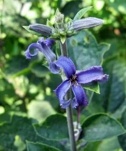 Future Forests More Clematis Heracleifolia