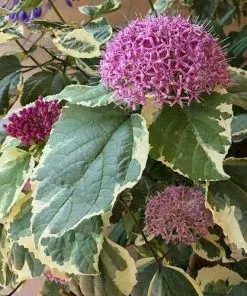 Future Forests Shrubs Clerodendrum Bungei Pink Diamond