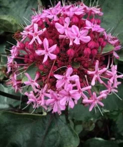 Future Forests Shrubs Clerodendrum Bungei Pink Diamond
