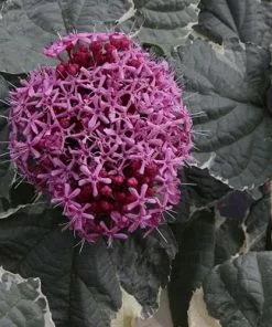 Future Forests Shrubs Clerodendrum Bungei Pink Diamond