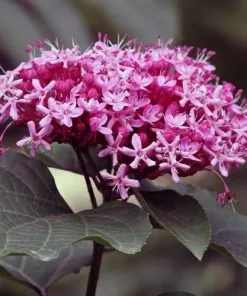 Future Forests Clerodendrum Bungei