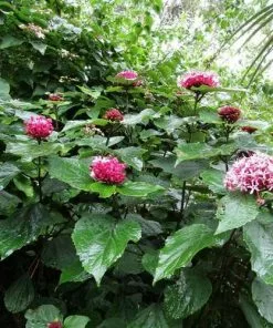 Future Forests Clerodendrum Bungei