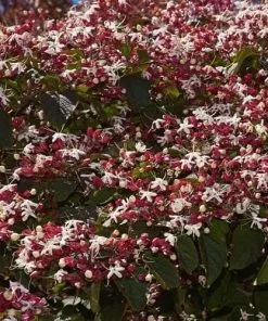 Future Forests Clerodendrum Trichotomum Purple Blaze