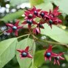 Future Forests Clerodendrum Trichotomum Purple Blaze